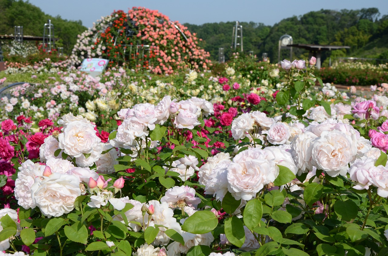 花フェスタ2015ぎふ｜ブログ｜FM GIFU[エフエム岐阜]