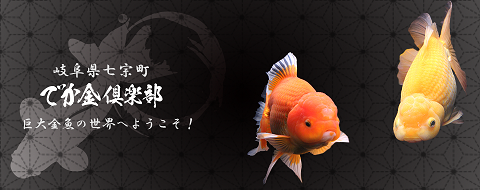 七宗町 大きな金魚育ててみませんか ブログ Fm Gifu エフエム岐阜