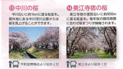 瑞穂市 桜並木を見上げてみよう♪｜ブログ｜FM GIFU［エフエム岐阜］