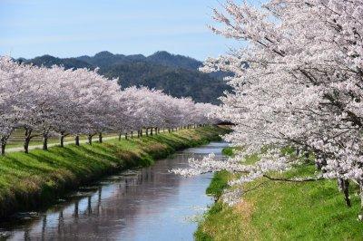 山県市 さくら並木をサイクリング ブログ Fm Gifu エフエム岐阜