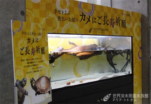 Glocal Topics アクア トトぎふ ブログ Fm Gifu エフエム岐阜 Glocal Topics アクア トトぎふ ブログ Fm Gifu エフエム岐阜